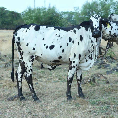 Dangi Cattle_11zon