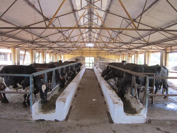 Mumbai Veterinary College - Livestock Farm Complex