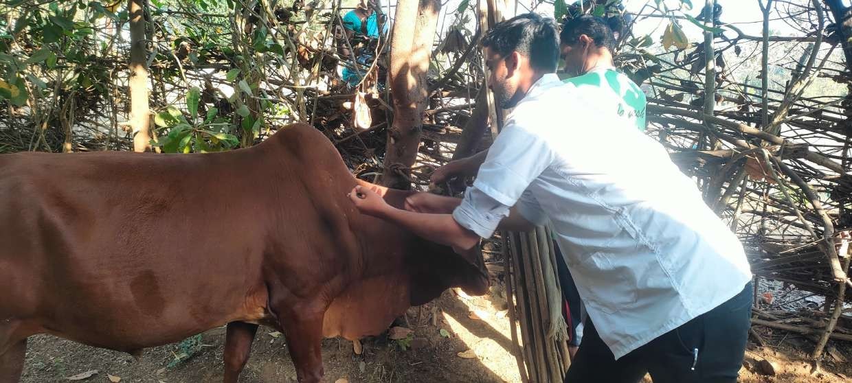Vaccinatio Cattle