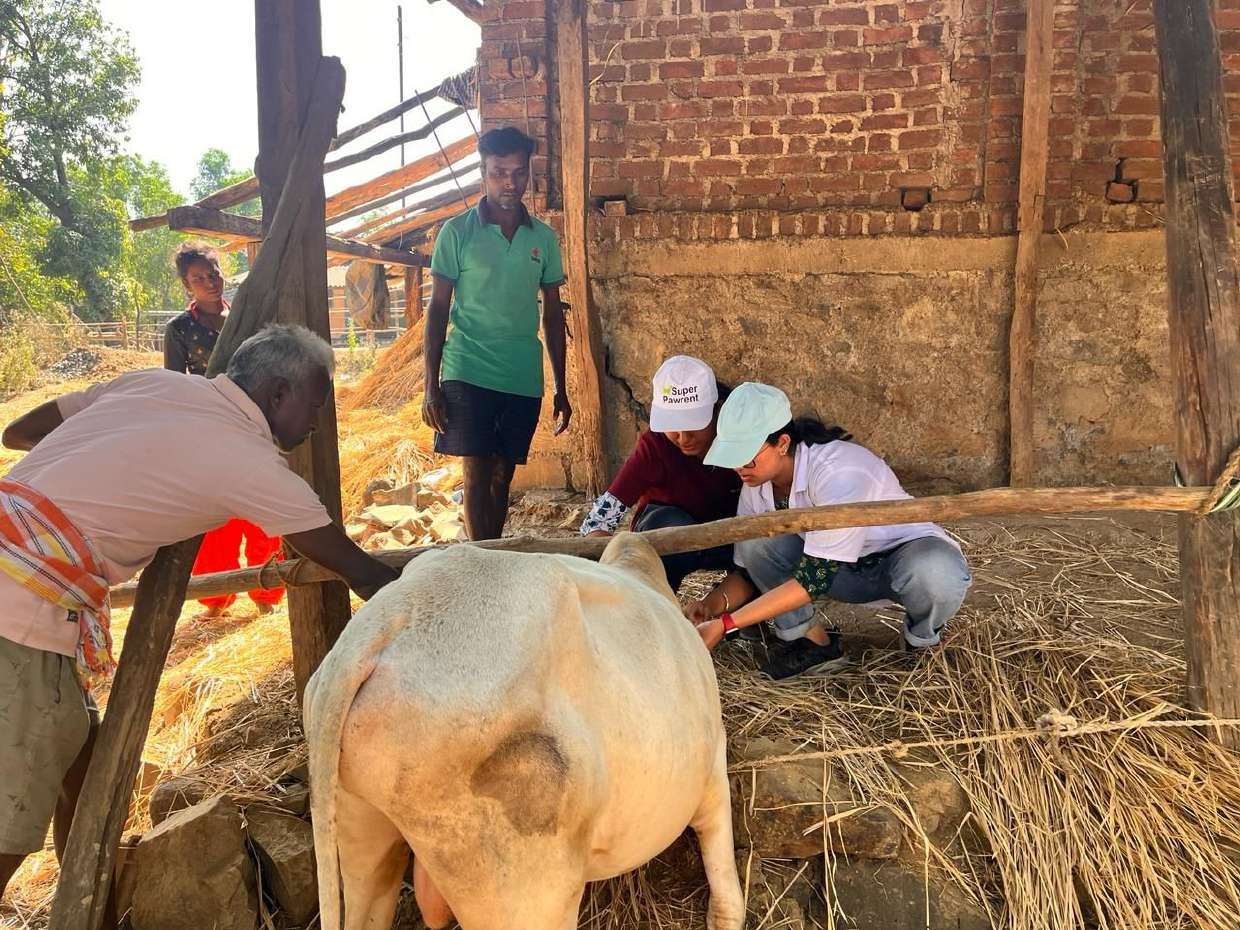 Vaccination Calf NSS Camp